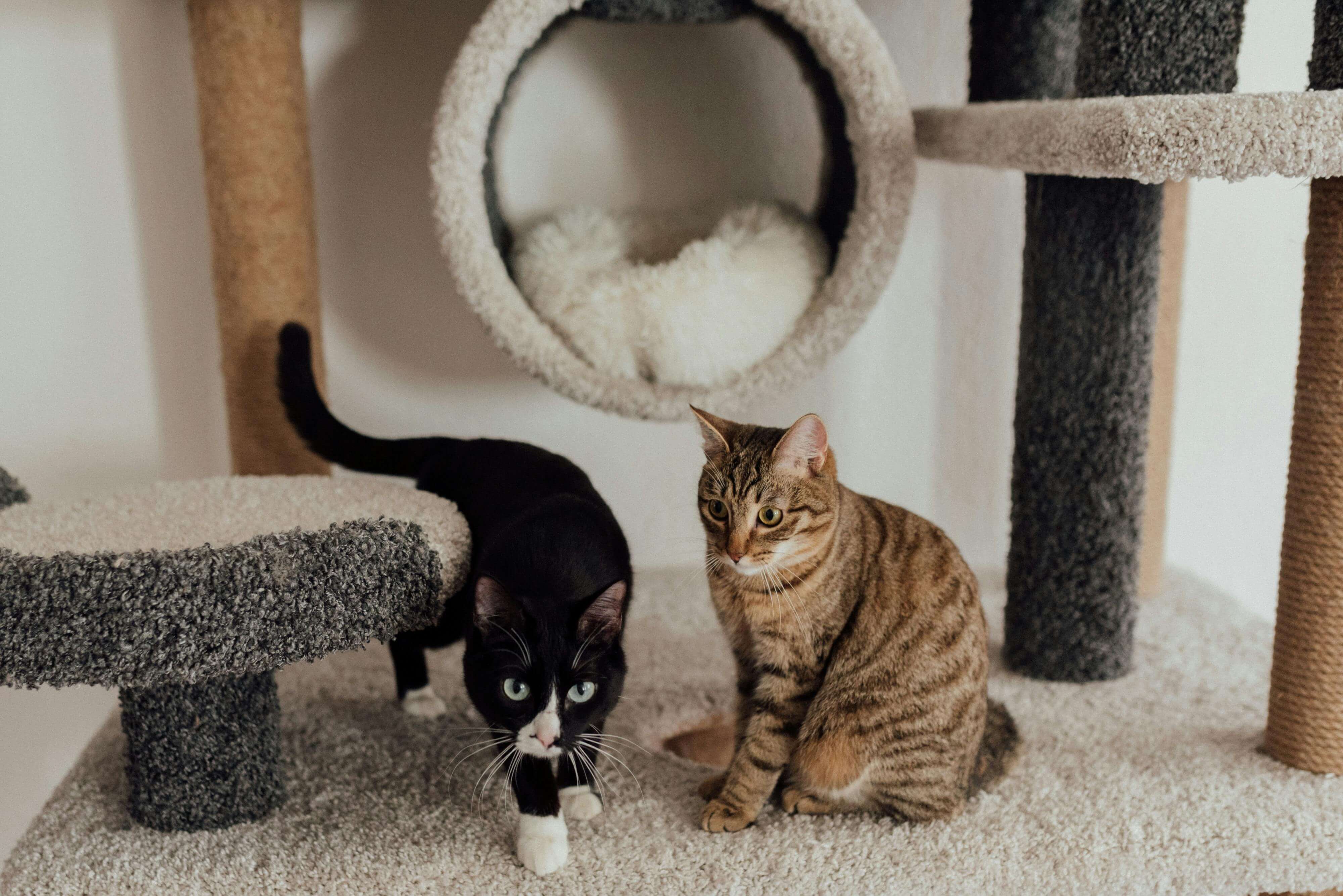 Chat n'utilise pas son arbre : 7 raisons et solutions
