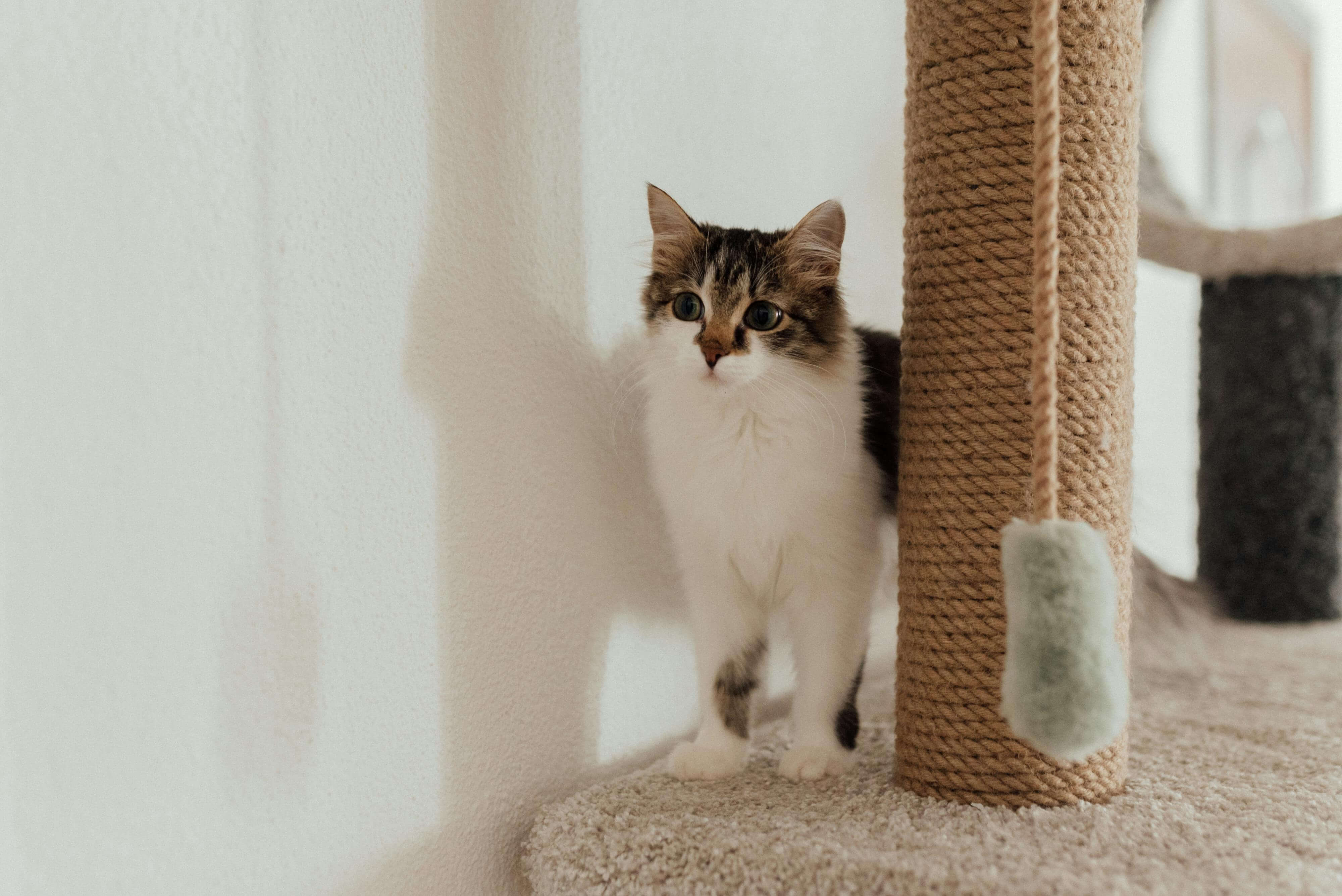 Faut-il vraiment acheter un arbre à chat ou existe-t-il d’autres solutions pour éviter qu’il s’en prenne au mobilier ?